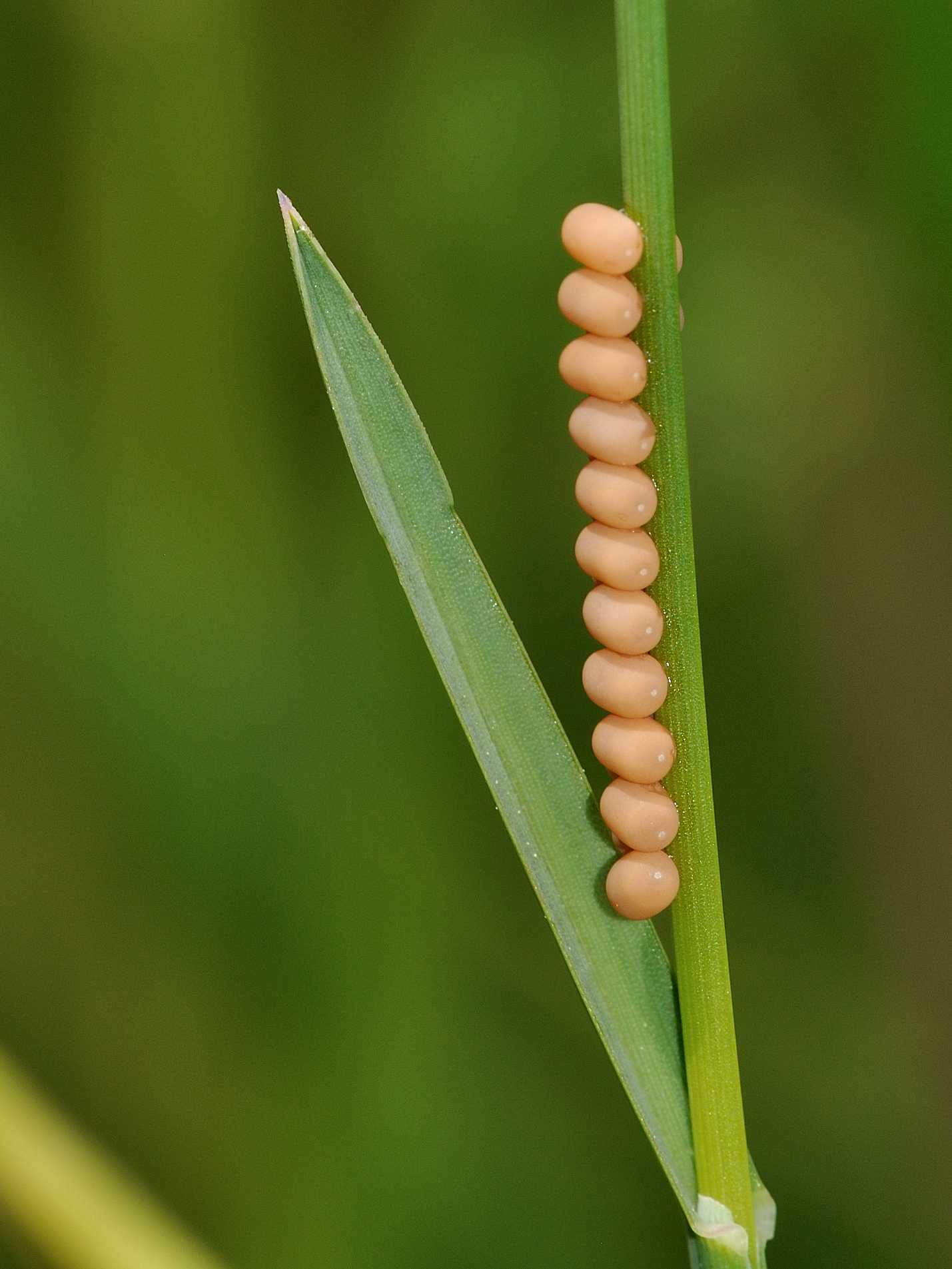 Ascalaphidae - Libelloides sp deposizione